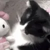 kemhello_kitty_.220