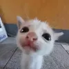 bongg_6100