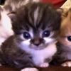 priw_account85
