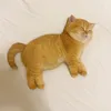 ed_ys3
