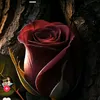 fofo_1990