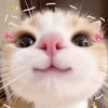 softvivii_14