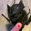 ravenfy0