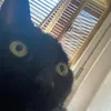pat.gatto666