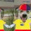 stray_catxx4