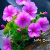 m.irfan72329