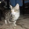 qurbanov_fuad