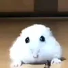 kcaroblox33