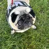 tilly_thepugxx