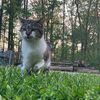 chicken_nugget010