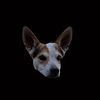 dingothedogoffical