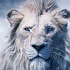 mufasa.108
