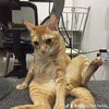 happypetfamily1