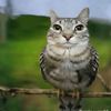 habibarsyad_5