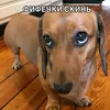 pivnoepyzo2