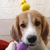 blepom