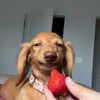 funny.dog781