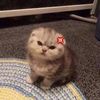 meaowjiwliw