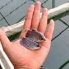 bibit ikan Salatiga