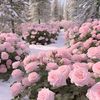 tulips_crystal7