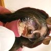 sarrababy2