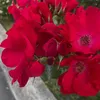 samu_qdh