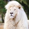 gehri_chup15
