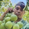 rafa.star.fruit