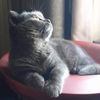 my_cat_blue_