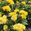 rosebud3180