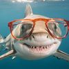 jaqcousteau