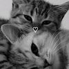 sroya.2_