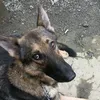 gingerthegsd38