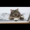 SapphireMeow