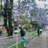milongole6