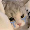 shashaa_462