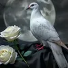 tarqtarq239
