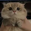 Ti Ti