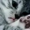 titoks.lnyka