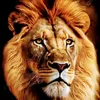 lion.sonth