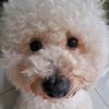 poodlepawfam4