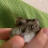 hamster48810