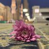 imamahashim90