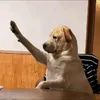 manuel_mancci0