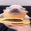 chompied