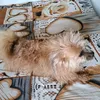 goldy9803