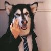 petlover.dogs06