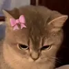 cccvhtrdchj