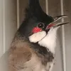 ng.ni.ca.tiktok