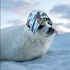 johnnyjoeseal